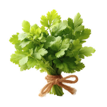 [免摳素材]新鮮芫荽束特寫