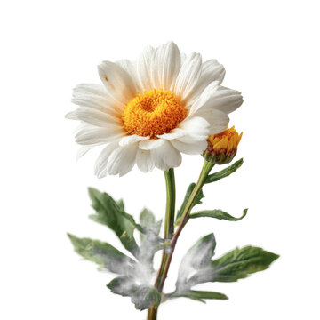 [免摳素材]一朵精致的白色雛菊花特寫(xiě)