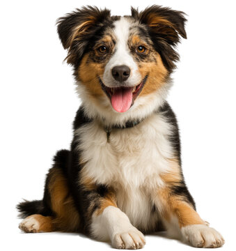 [免摳素材]可愛邊境牧羊犬幼犬肖像