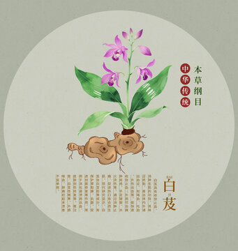 傳統(tǒng)中藥材白芨手繪插畫