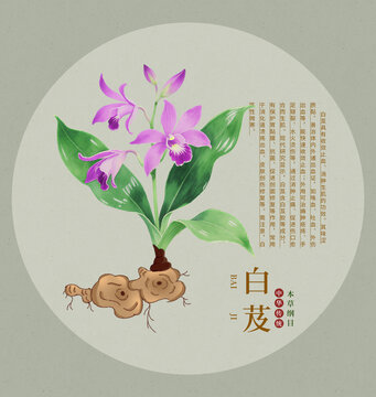 手繪白芨花卉中藥材圖