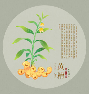 黃精植物插畫中草藥圖鑒