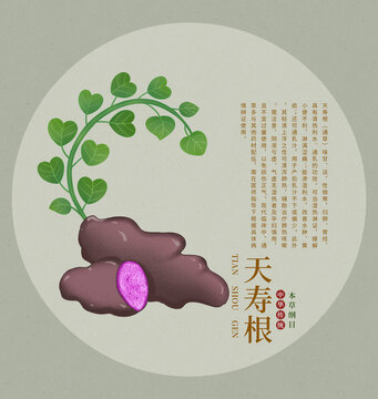 天壽根手繪插畫中草藥本草綱目圖鑒