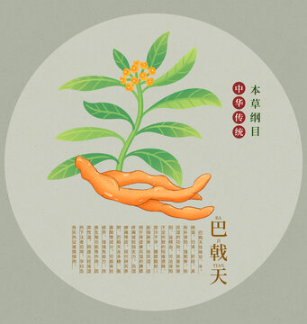 巴戟天中草藥本草綱目圖鑒