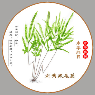 中草藥劍葉鳳尾蕨植物標(biāo)本本草綱目圖譜圖示