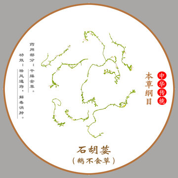 中草藥鵝不食草植物標(biāo)本本草綱目圖譜圖示