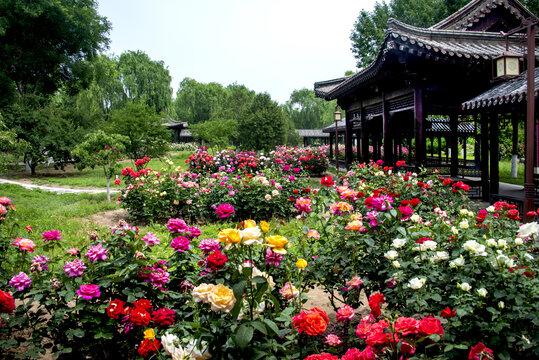 中式亭旁絢爛多彩月季花