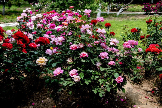 多彩月季花綻放花園