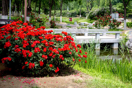 公園中艷麗綻放的紅薔薇