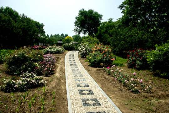 繁花簇擁的石徑花園