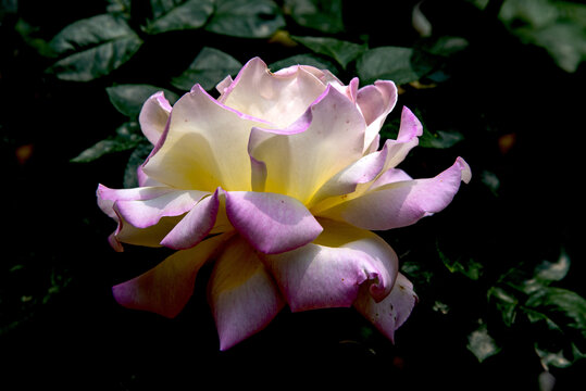雙色漸變嬌艷月季花