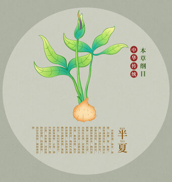 傳統(tǒng)中藥半夏插畫圖