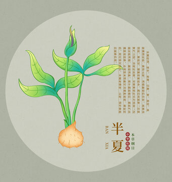 手繪中藥材半夏插畫(huà)圖