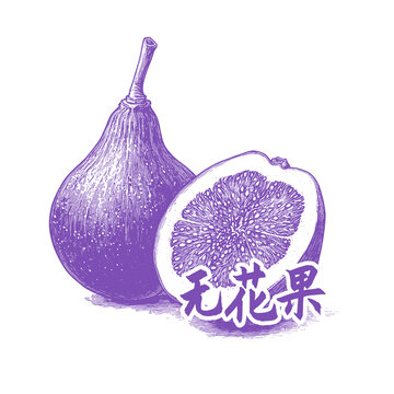 手繪紫色無花果插畫
