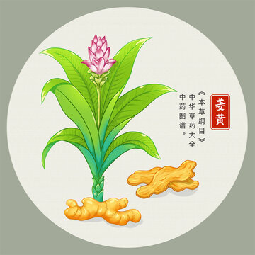 姜黃插畫手繪