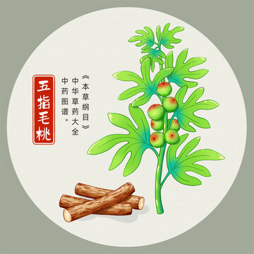 五指毛桃插畫手繪