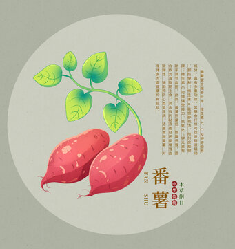 手繪紅薯插畫圖