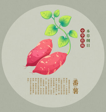 中華傳統(tǒng)之番薯本草插畫