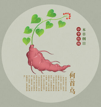 傳統(tǒng)中藥材何首烏插畫
