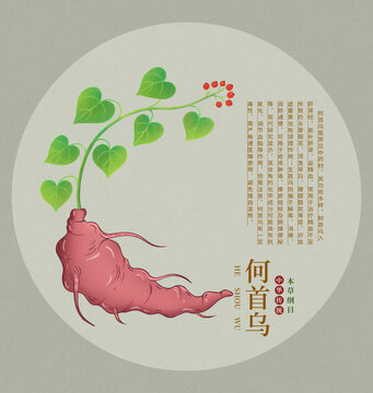 手繪何首烏插畫圖中草藥本草綱目圖鑒