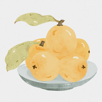 枇杷插畫