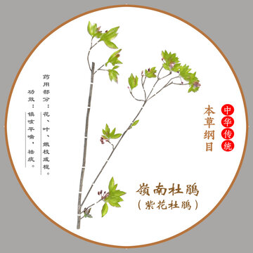 中草藥嶺南杜鵑植物標(biāo)本本草綱目圖譜圖示