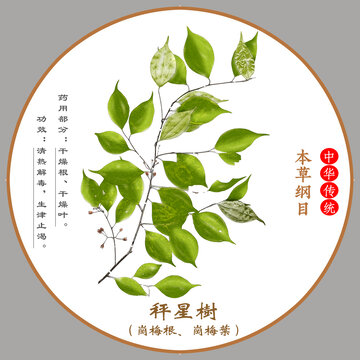 中草藥秤星樹(shù)植物標(biāo)本本草綱目圖譜圖示