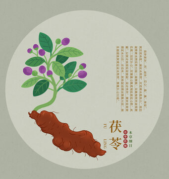 手繪中藥材茯苓插畫