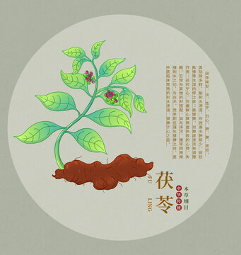 手繪中藥材茯苓植物圖