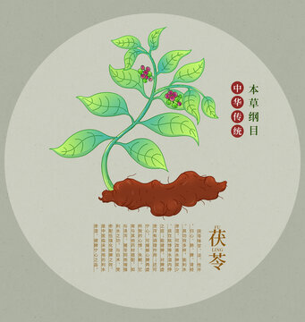 傳統(tǒng)中藥材茯苓插畫展示
