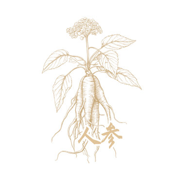 手繪人參植物圖案素材