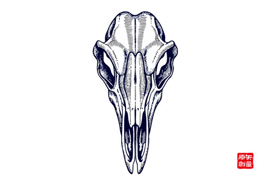 動物頭骨簡約線條插畫