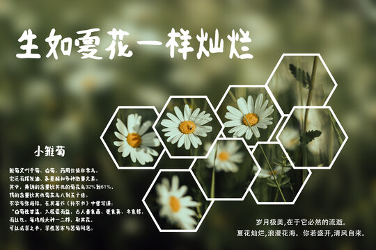 小雛菊