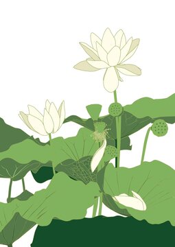 清新手繪風(fēng)荷花荷葉圖