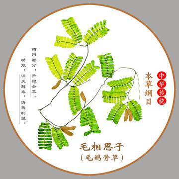 傳統(tǒng)本草毛相思子圖示