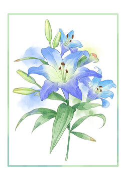 百合花