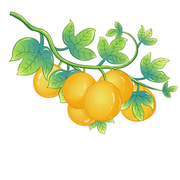 黃金百香果手繪插畫