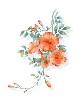 凌霄花