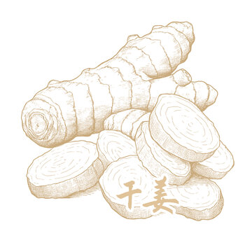 手繪干姜插畫(huà)素材