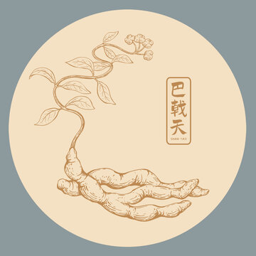 巴戟天插畫手繪