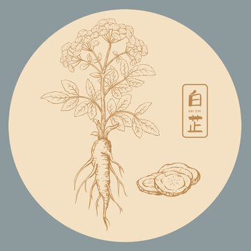 白芷插畫手繪