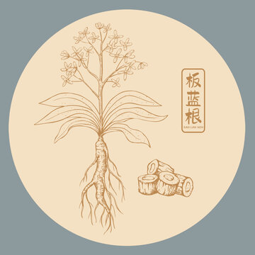 板藍(lán)根插畫手繪