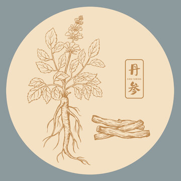 丹參版畫插畫