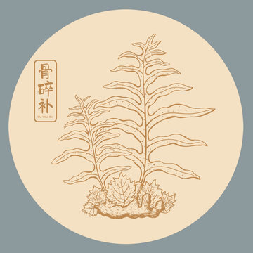 骨碎補(bǔ)插畫手繪