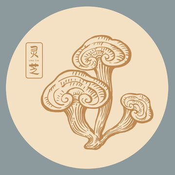 靈芝插畫手繪