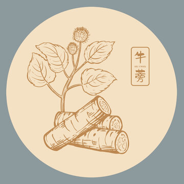 牛蒡插畫(huà)手繪