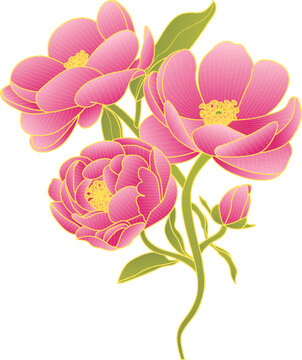 芍藥矢量插畫