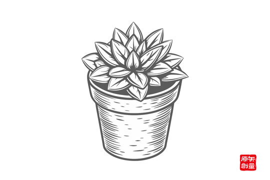 手繪盆栽多肉植物插畫
