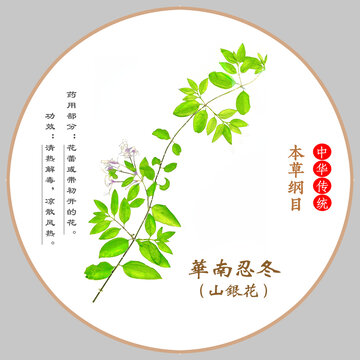 中草藥華南忍冬植物標(biāo)本本草綱目圖譜圖示