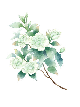 梔子花